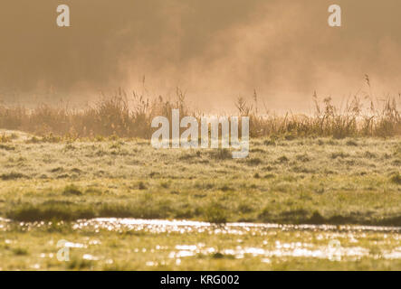Mist rising de fondre le givre dans un domaine comme le soleil du matin réchauffe l'herbe, en hiver au Royaume-Uni. Banque D'Images