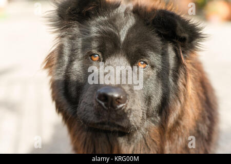 Chow Chow chien de race pure race Metal Gate Banque D'Images