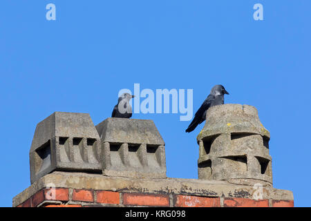 Western Jackdaw Choucas / européenne (Corvus monedula / Coloeus monedula) Paire de nicher dans cheminée sur toiture de maison Banque D'Images