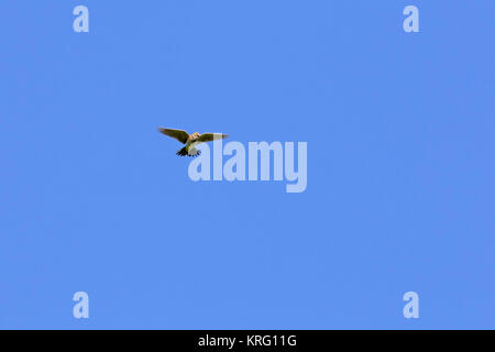 Chanter alouette des champs / common skylark (Alauda arvensis) en vol sur fond de ciel bleu Banque D'Images