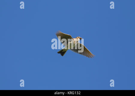 Alouette des champs / common skylark (Alauda arvensis), volant avec prise bec dans grub contre le ciel bleu Banque D'Images