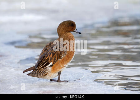 Le Canard siffleur Canard siffleur Canard / / Mareca (Anas penelope penelope) femmes au trou dans la glace étang gelé en hiver Banque D'Images