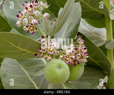 La pomme de Sodome (calotropis procera) fruits et fleurs Banque D'Images
