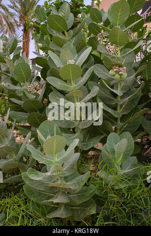 L'meelkweed Sodome apple plantes Banque D'Images