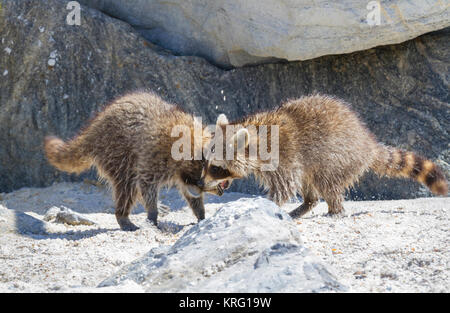 North American raton laveur (Procyon lotor) Banque D'Images