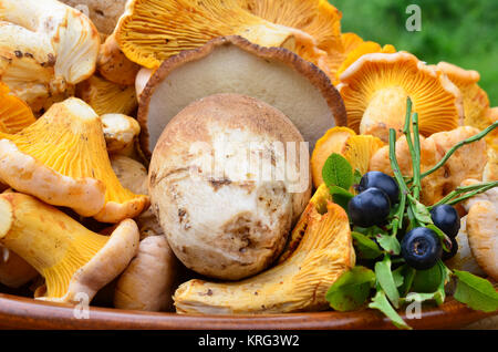 Champignons comestibles - Chanterelles, Cep, blush et vesses-de et des bleuets, vue en gros Banque D'Images