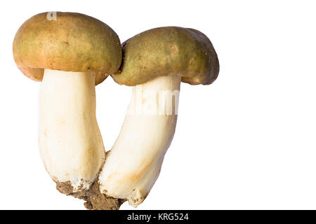 Russula champignons sur fond blanc Banque D'Images