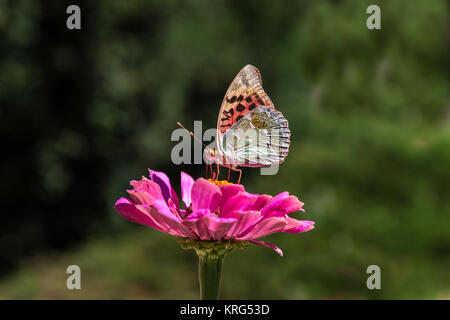 beau papillon recueille le nectar sur la fleur de zinnia. Banque D'Images