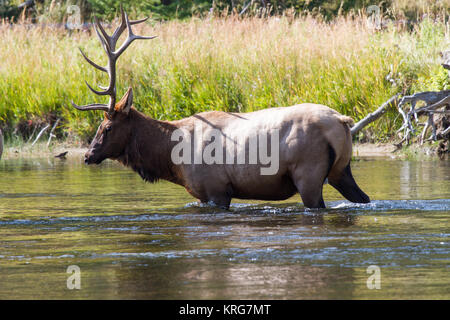 Hirsch 26 Wapiti Wapiti, bull 26 Banque D'Images