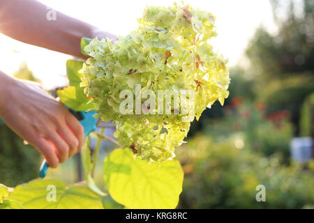 Réductions jardinier fleurs hydrangea. Banque D'Images