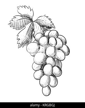 La direction générale de raisin avec feuille dessin gravure illustration vecteur style vintage isolé sur fond blanc page de site Web et conception d'applications mobiles. Illustration de Vecteur