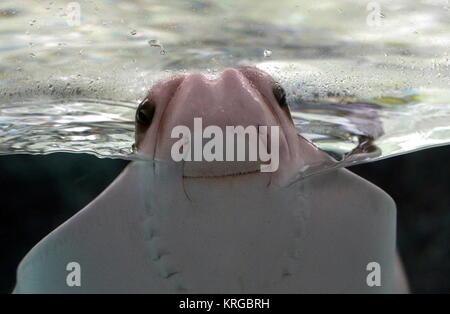 Cownose atlantique Ray (Rhinoptera bonasus ) en gros plan extrteme Banque D'Images