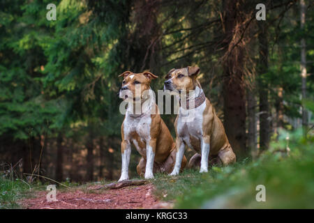 American Staffordshire Terrier dog friends Banque D'Images