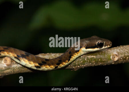 Serpent arborescent du Sri Lanka Banque D'Images