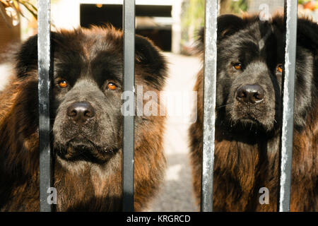 Chow Chow chiens chien de race pure race Metal Gate Banque D'Images