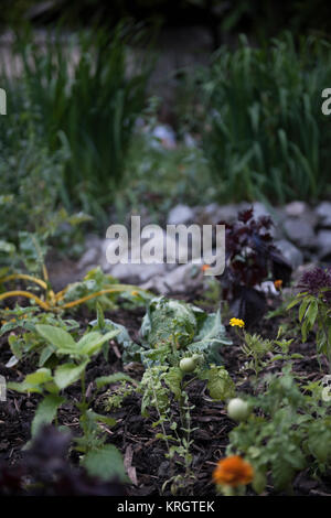 Jardin urbain avec des légumes et des fleurs Banque D'Images