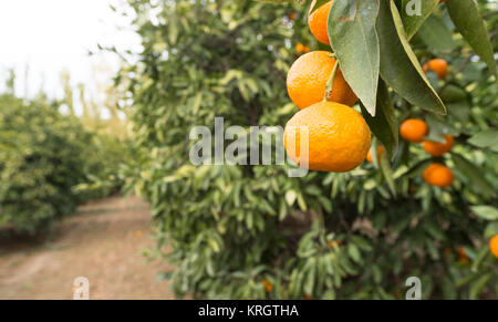 Maturation des fruits oranges des aliments crus Agriculture Ferme Orange Grove Banque D'Images