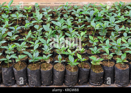 Dans une pépinière de plantes de café Banque D'Images