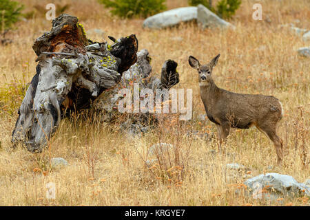 Nord Ouest de cerfs de Virginie (Odocoileus virginianus) dans le désert dans la région de Cariboo Regional District, British Columbia, Canada Banque D'Images