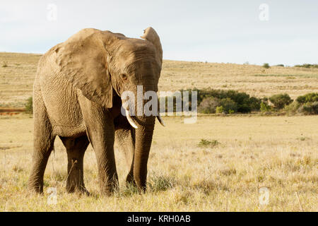 Stand et vous permet de prendre une photo de moi - la brousse africaine Elephant Banque D'Images