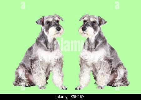 Schnauzer nain noir et gris puppy sitting outdoors Banque D'Images