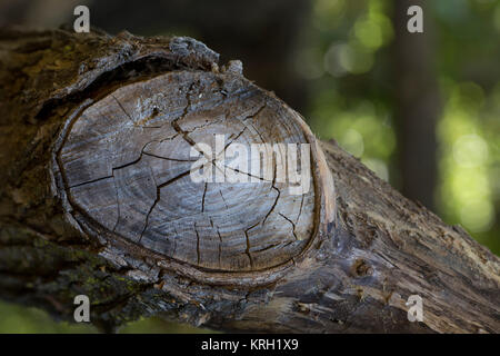 Arbre tombé, noeud, tronc d'arbre Banque D'Images