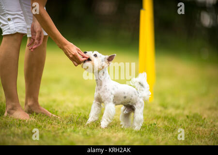 Mignon petit chien faisant percer l'agilité - slalom d'exécution, être obediend et rendre son maître heureux et fier Banque D'Images