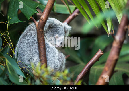 Koala sur un arbre avec bush fond vert Banque D'Images