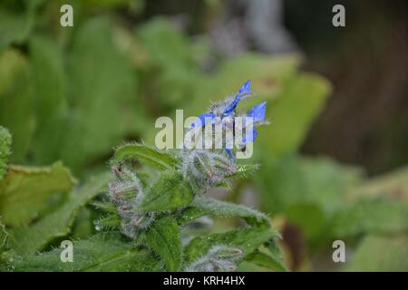 fleurs de bourrache bleues en détail (borago officinalis) Banque D'Images