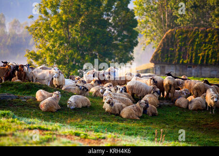 Entendu parler de moutons en matin brumeux dans les montagnes d'automne Banque D'Images