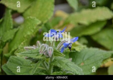 fleurs de bourrache bleues en détail (borago officinalis) Banque D'Images