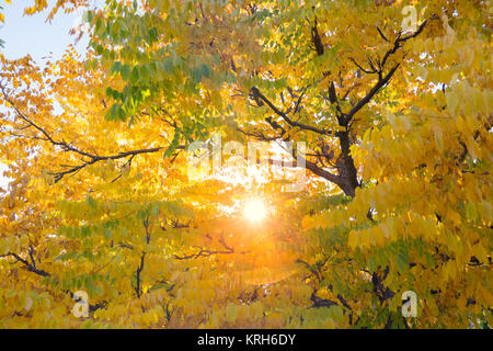 Motif de feuilles d'automne Banque D'Images