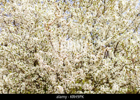 Fleur de cerisier, arbre en fleurs, beaucoup de fleurs blanches Banque D'Images