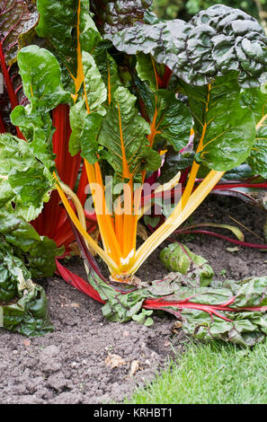 Beta vulgaris. Rainbow Chard dans le potager. Banque D'Images