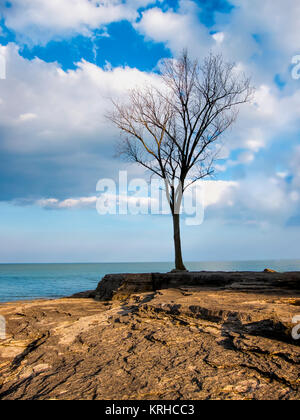 De plus en plus de Lone Tree les rochers sur la rive du lac Érié Banque D'Images