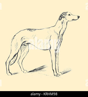 Flaxman le Greyhound Banque D'Images