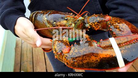 Homard capturé frais géant affiché à l'extérieur. Banque D'Images