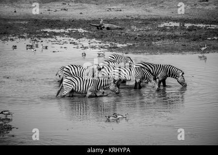 Groupe de zèbres marcher dans l'eau. Banque D'Images