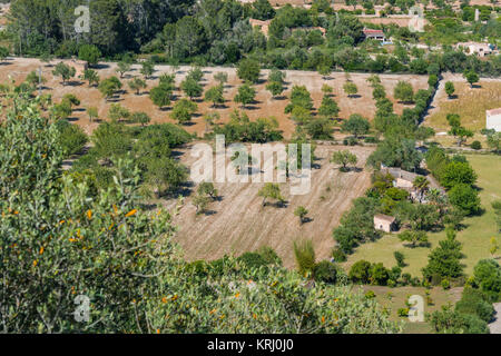 Olive Grove en Majorque, Espagne Banque D'Images