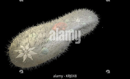 Paramecium caudatum Banque D'Images