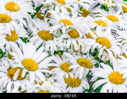 Les marguerites Flowerheads dans une vue rapprochée en vrac Banque D'Images