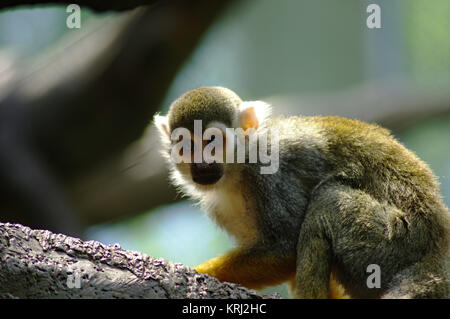 Portrait en gros plan d'une politique commune de singe-écureuil, Saimiri sciureus, escalade dans un arbre avec un fond bleu-vert, la lumière sur la fourrure avec une lueur douce Banque D'Images