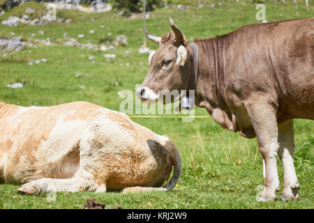 Vache suisse avec des cornes de vache et Bell - Oberland Bernois, Suisse Banque D'Images