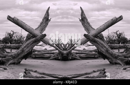 La symétrie Miroir droit de bois flotté sur une plage. Banque D'Images