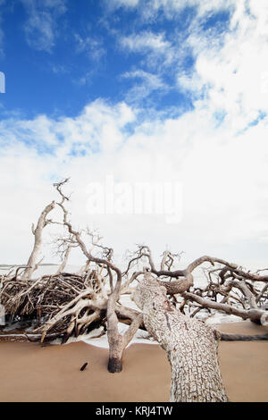 Driftwood sur une plage déserte. Ciel bleu avec des nuages. Banque D'Images