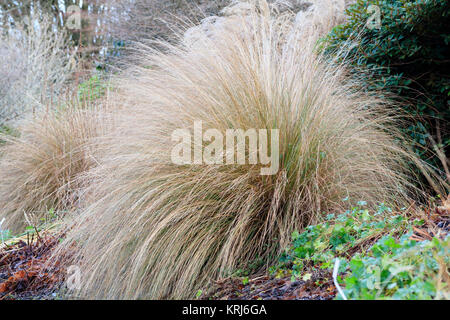 Tiges voûte forme un monticule de semi-circulaire rouge l'herbe tussock, Chionochloa rubra Banque D'Images