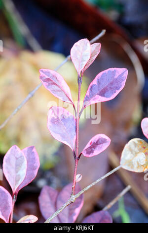 Rouge, rose et blanc et de feuillage panaché l'arbuste compact, Lophomyrtus ralphii x 'Magic Dragon', Nouvelle Zélande myrtle Banque D'Images