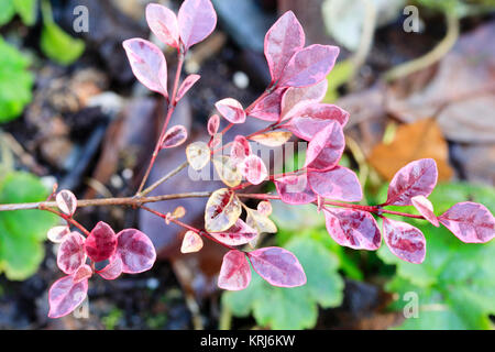 Rouge, rose et blanc et de feuillage panaché l'arbuste compact, Lophomyrtus ralphii x 'Magic Dragon', Nouvelle Zélande myrtle Banque D'Images