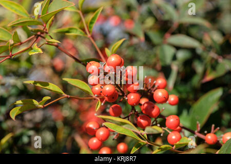 Houx commun Ilex aquifolium,avec de petits fruits d'automne et non-dentated les feuilles. Oklahoma City, Oklahoma, USA. Banque D'Images