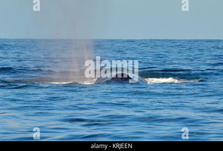 Baleine à bosse nageant à la surface de l'Océan Pacifique Banque D'Images